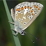 Голубянка артаксеркс — Aricia artaxerxes (Fabricius, 1793)