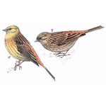 Обыкновенная овсянка — Emberiza citrinella