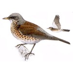 Дрозд-рябинник — Turdus pilaris