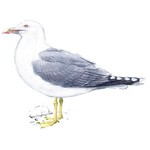 Серебристая чайка — Larus argentatus