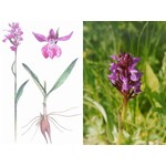 Пальчатокоренник траунштейнера — Dactylorhiza traunsteineri (Saut.) Soo