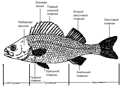 Схема расположения плавников (окунь обыкновеннный)