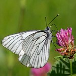 Боярышница — Aporia crataegi (Linnaeus, 1758)