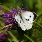 Капустница — Pieris brassicae (Linnaeus, 1758)