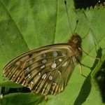 Перламутровка аглая — Argynnis aglaja (Linnaeus, 1758)