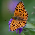 Перламутровка адиппа — Argynnis adippe ([Dennis & Schiffermuller], 1775)