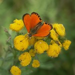 Червонец огненный — Lycaena virgaureae (Linnaeus, 1758)