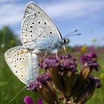 Голубянка аманда — Polyommatus amandus (Schneider, 1792)