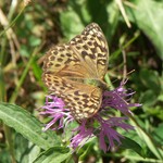 Перламутровка большая лесная — Argynnis paphia (Linnaeus, 1758)