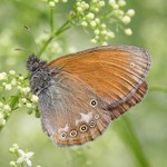 Сенница луговая — Coenonympha glycerion (Borkhausen, 1788)