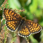 Шашечница аталия — Melitaea athalia (Rottemburg, 1775)