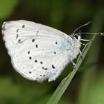 Голубянка весенняя — Celastrina argyolus (Linnaeus, 1758)