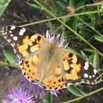 Репейница — Vanessa cardui (Linnaeus, 1758)