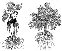 Растение пораженное картофельной нематодой и здоровое растение.