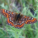 Шашечница большая — Euphydryas maturna (Linnaeus, 1758)