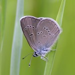 Голубянка лесная — Polyommatus semiargus (Rottemburg, 1775)