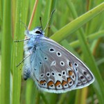 Голубянка икар — Polyommatus icarus (Rottemburg, 1775)