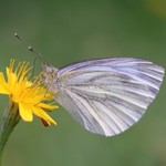 Брюквенница — Pieris napi (Linnaeus, 1758)