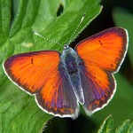 Червонец щавелевый — Lycaena hippothoe (Linnaeus, 1761)