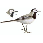 Белая трясогузка — Motacilla alba