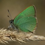 Малинница — Callophrys rubi (Linnaeus, 1758)