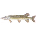 Щука — Esox fucius