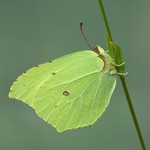 Крушинница — Gonepteryx rhamni (Linnaeus, 1758)