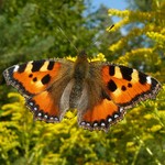 Крапивница — Nymphalis urticae (Linnaeus, 1758)