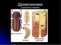 Послушать и «поймать» жуков-вредителей