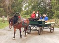 Horse-drawn ride around the island of Kizhi!