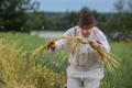 «Заонежская жнитва»